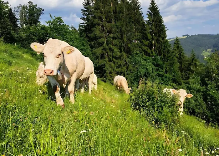Апартаменты Bergerhoeh Тодтнауберг